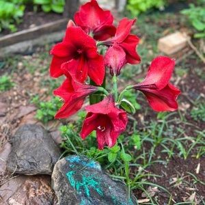 Meet your Posher, Sisca